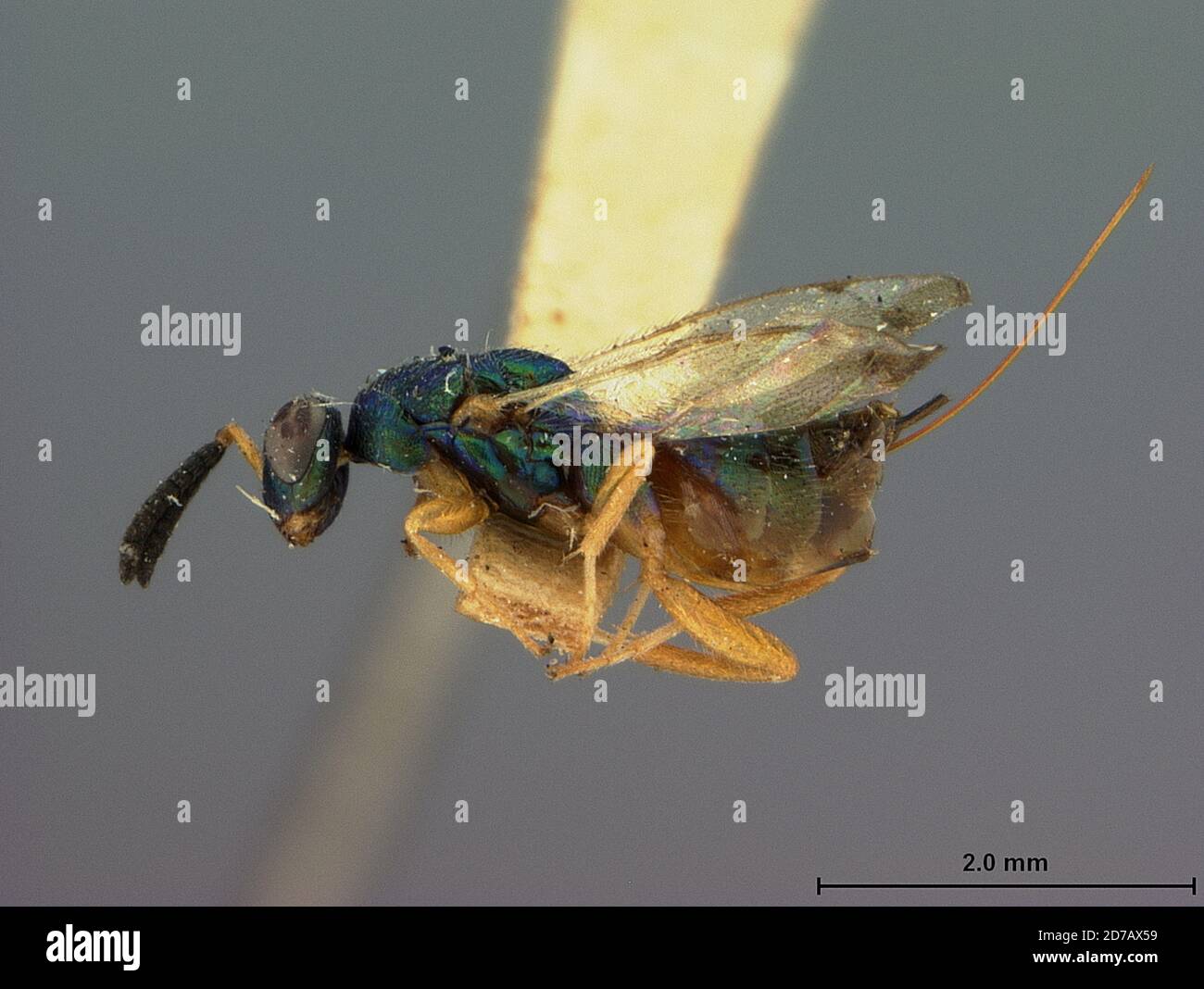 Riley, Kansas, United States, Torymus flaviventris Ashmead, 1888, Animalia, Arthropoda, Insecta, Hymenoptera, Torymidae Stock Photo