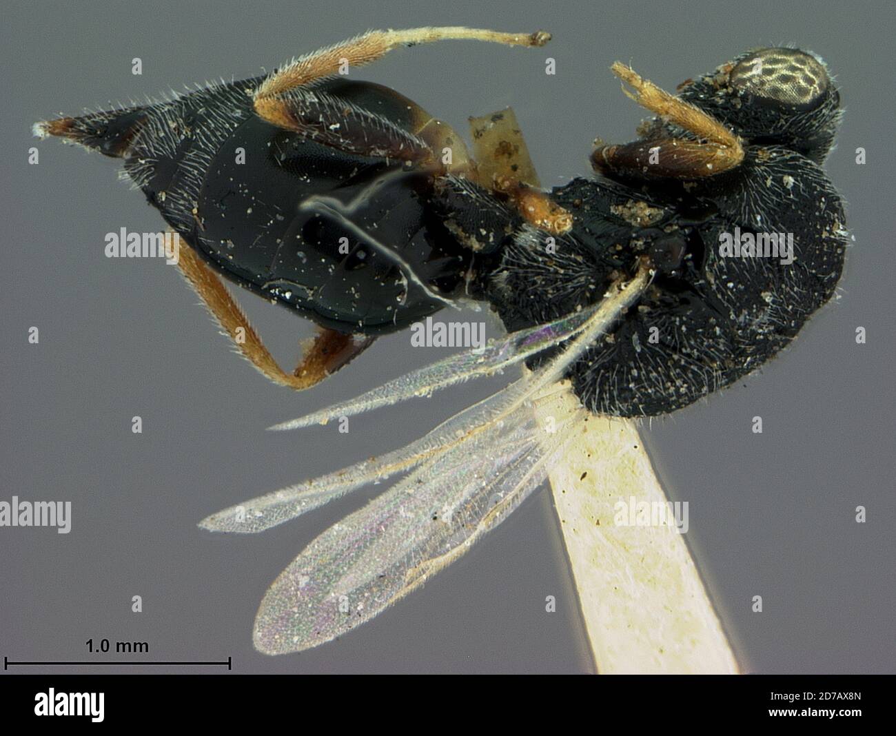 Coahuila, Mexico, Bruchophagus herrerae Ashmead, 1902, Animalia, Arthropoda, Insecta, Hymenoptera, Eurytomidae Stock Photo