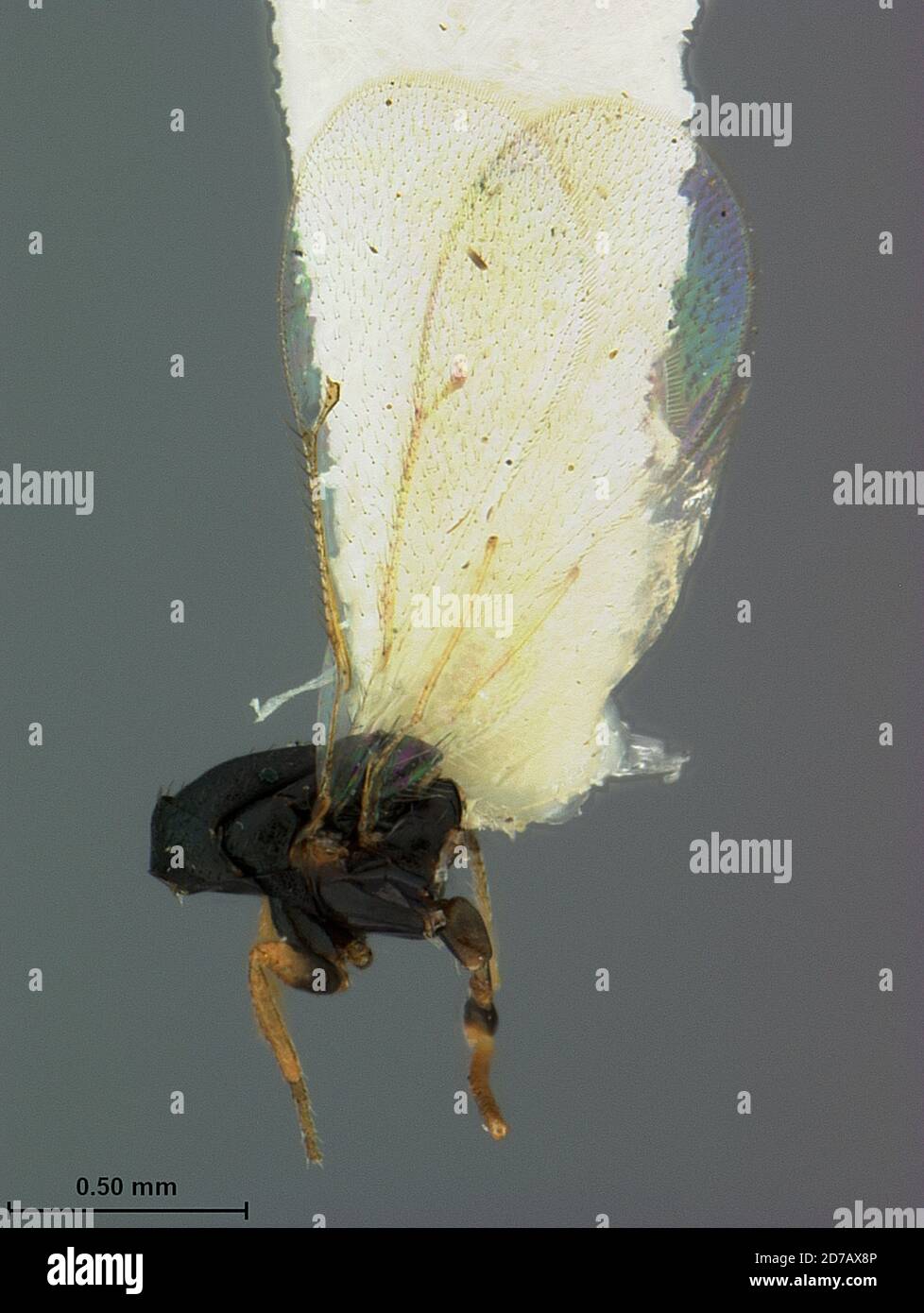 Jacksonville, Duval, Florida, United States, Aprostocetus granulatus Ashmead, 1888, Animalia, Arthropoda, Insecta, Hymenoptera, Eulophidae Stock Photo