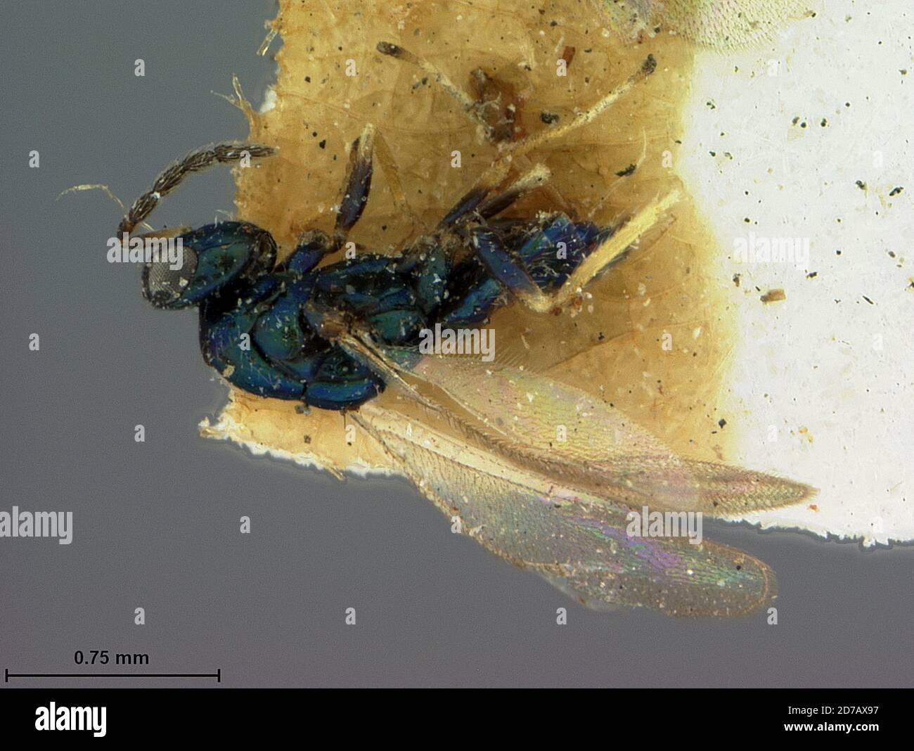 Canada, Hyperteles hylotomae Ashmead, 1888, Animalia, Arthropoda, Insecta, Hymenoptera, Eulophidae Stock Photo