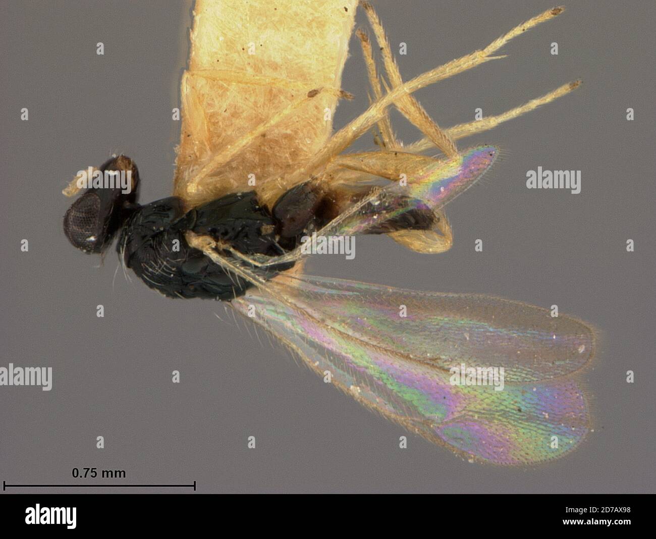 Japan, Euplectrus japonicus Ashmead, 1904, Animalia, Arthropoda, Insecta, Hymenoptera, Eulophidae, Eulophinae Stock Photo