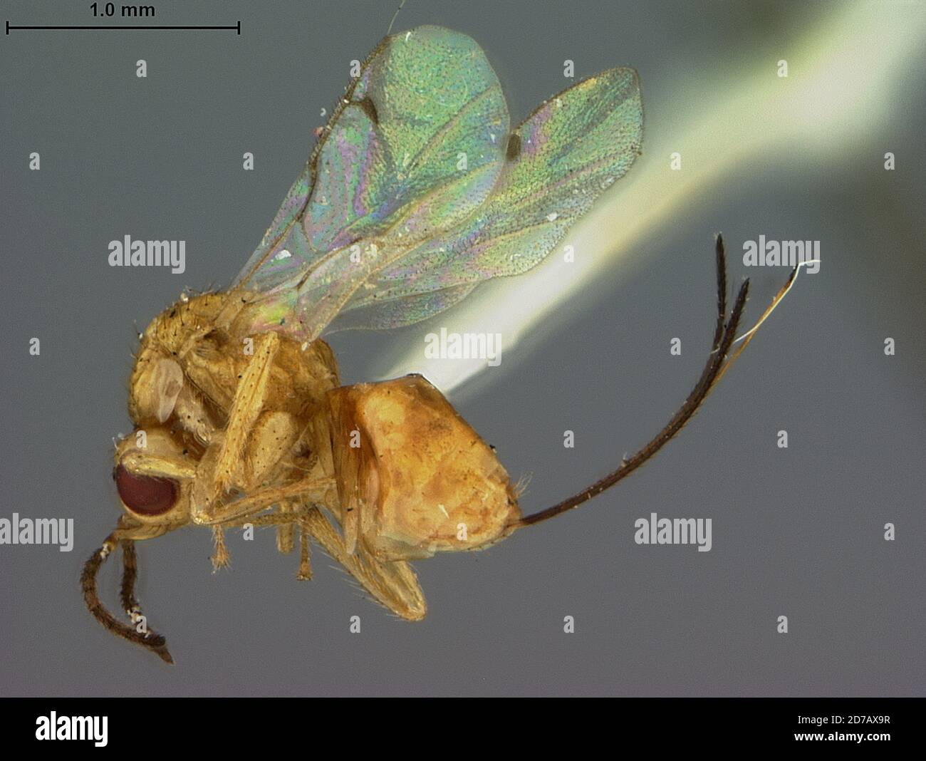Manila, Rizal, Philippines, Megastigmus immaculatus Ashmead, 1905, Animalia, Arthropoda, Insecta, Hymenoptera, Torymidae Stock Photo