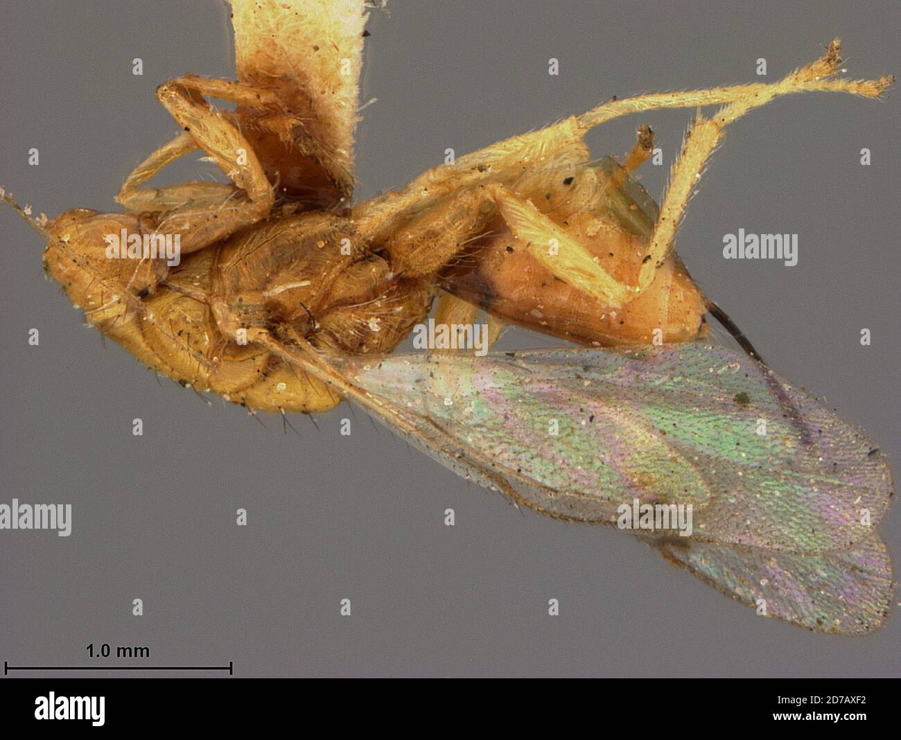 Japan, Megastigmus japonicus Ashmead, 1904, Animalia, Arthropoda, Insecta, Hymenoptera, Torymidae Stock Photo
