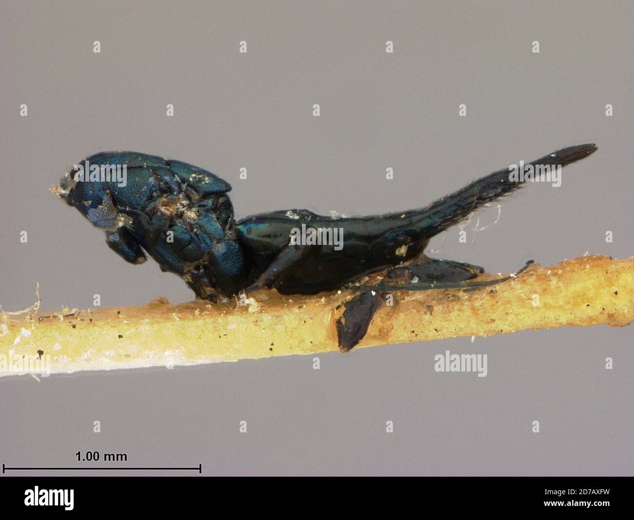 Florida, United States, Oxyomorpha livida Ashmead, 1886, Animalia, Arthropoda, Insecta, Hymenoptera, Eulophidae Stock Photo