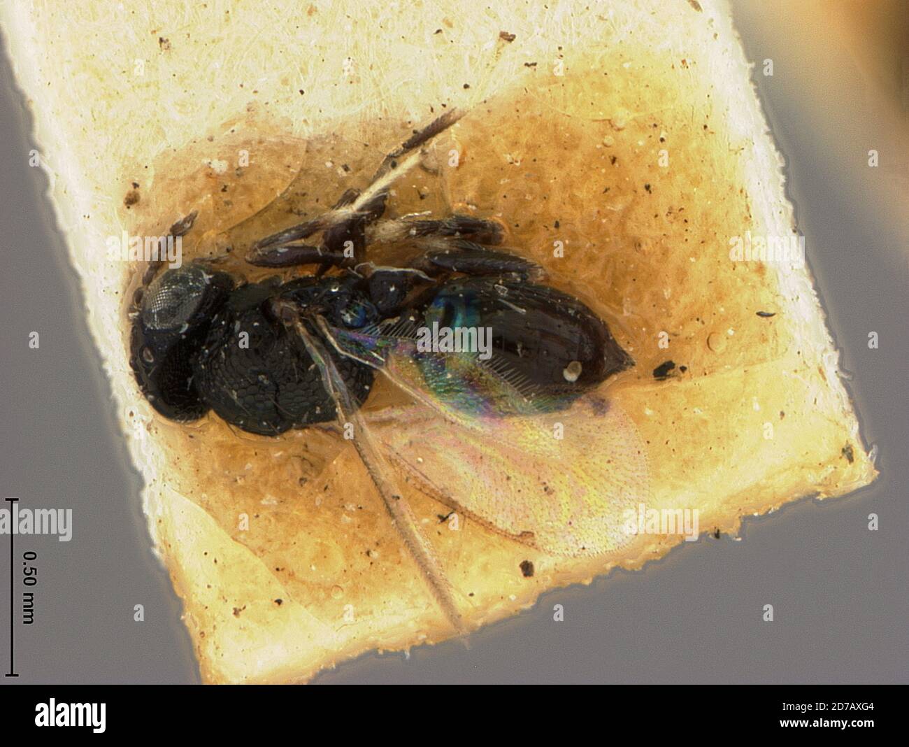 Florida, United States, Pleurotropis leucopus Ashmead, 1888, Animalia, Arthropoda, Insecta, Hymenoptera, Eulophidae Stock Photo