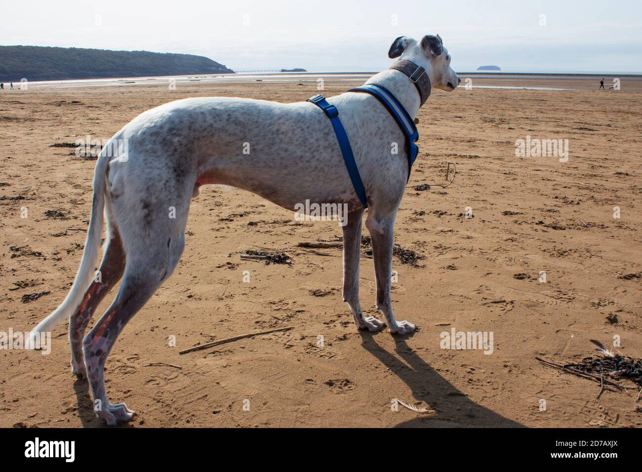 Greyhound looking out to sea at Sand Bay, Somerset, United Kingdom Stock Photo