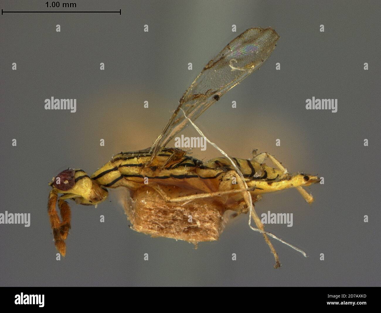 Riley, Kansas, United States, Hippocephalus multilineatus Ashmead, 1888, Animalia, Arthropoda, Insecta, Hymenoptera, Eulophidae Stock Photo