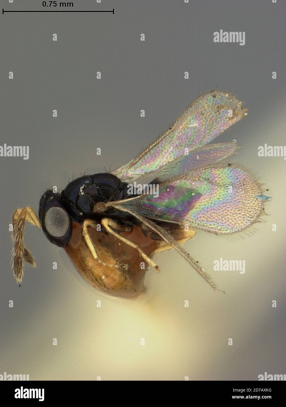 Manila, Rizal, Philippines, Tetrastichoides manilensis Ashmead, 1905, Animalia, Arthropoda, Insecta, Hymenoptera, Eulophidae Stock Photo