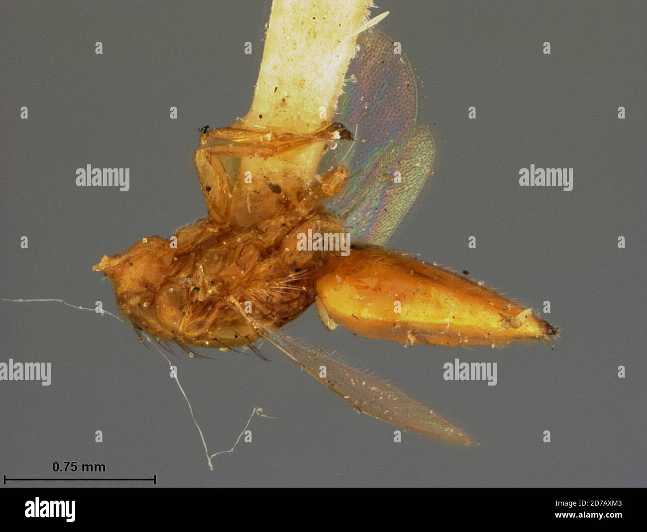 Stenomesioidea mellea Ashmead, 1904, Animalia, Arthropoda, Insecta, Hymenoptera, Eulophidae Stock Photo