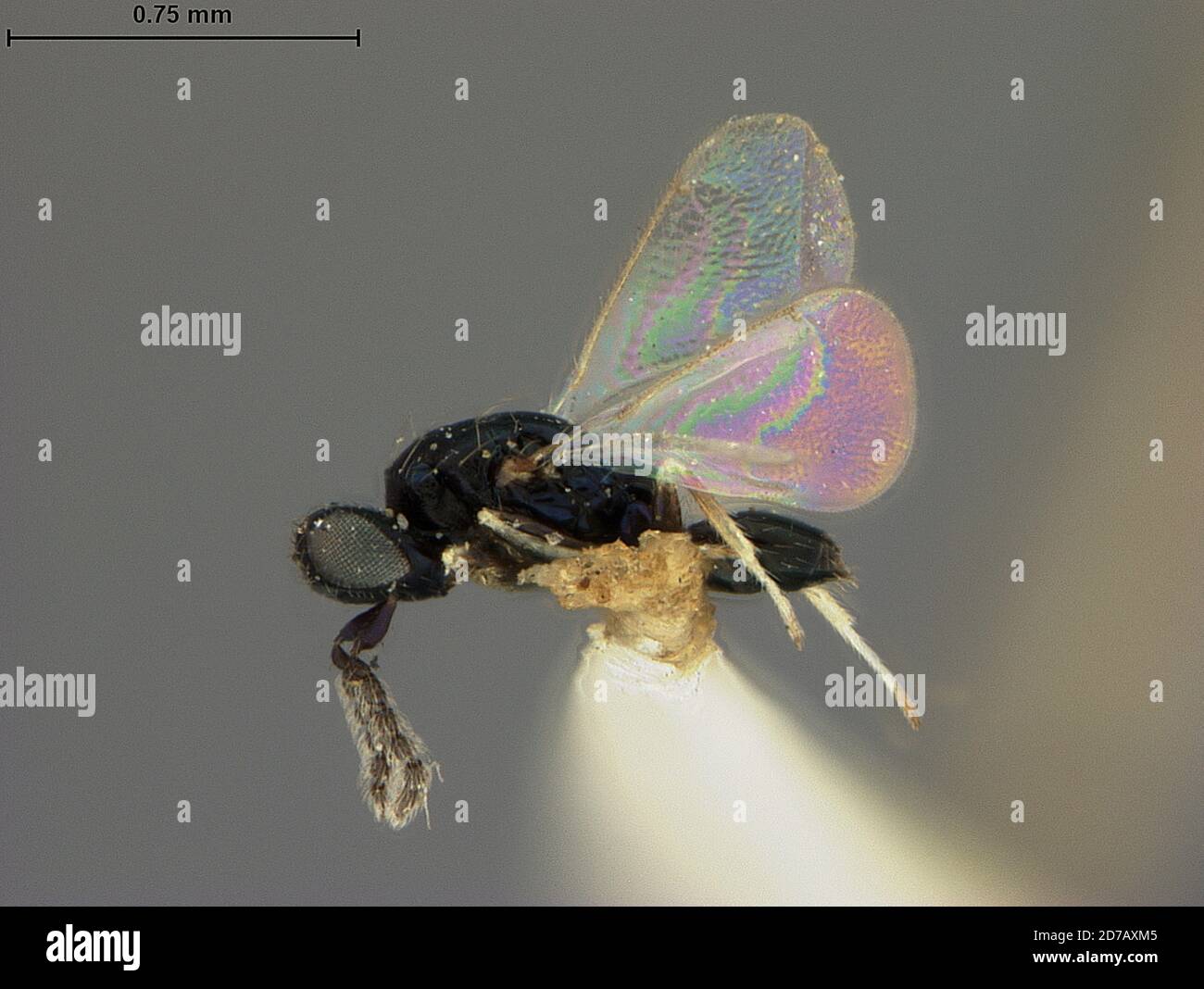 Missouri, United States, Holcopelte microgaster Ashmead, 1888, Animalia, Arthropoda, Insecta, Hymenoptera, Eulophidae Stock Photo