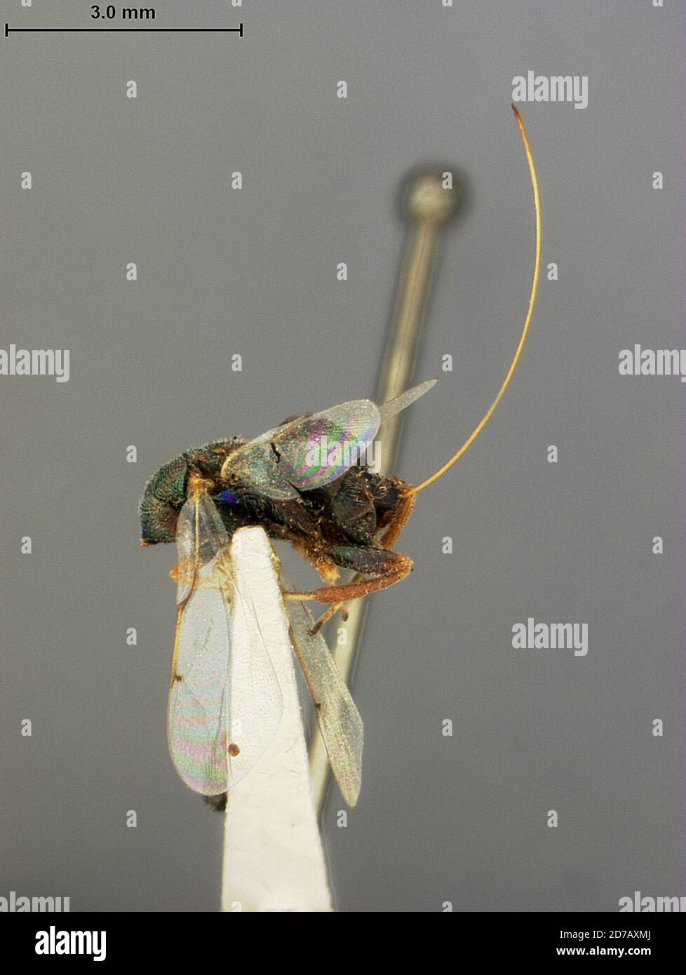 Guanajuato, Mexico, Torymus mexicanus Ashmead, 1899, Animalia, Arthropoda, Insecta, Hymenoptera, Torymidae Stock Photo