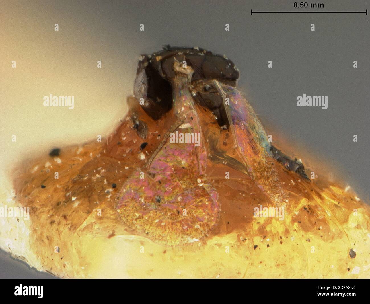 Jacksonville, Duval, Florida, United States, Hyperteles neuroteri Ashmead, 1887, Animalia, Arthropoda, Insecta, Hymenoptera, Eulophidae Stock Photo