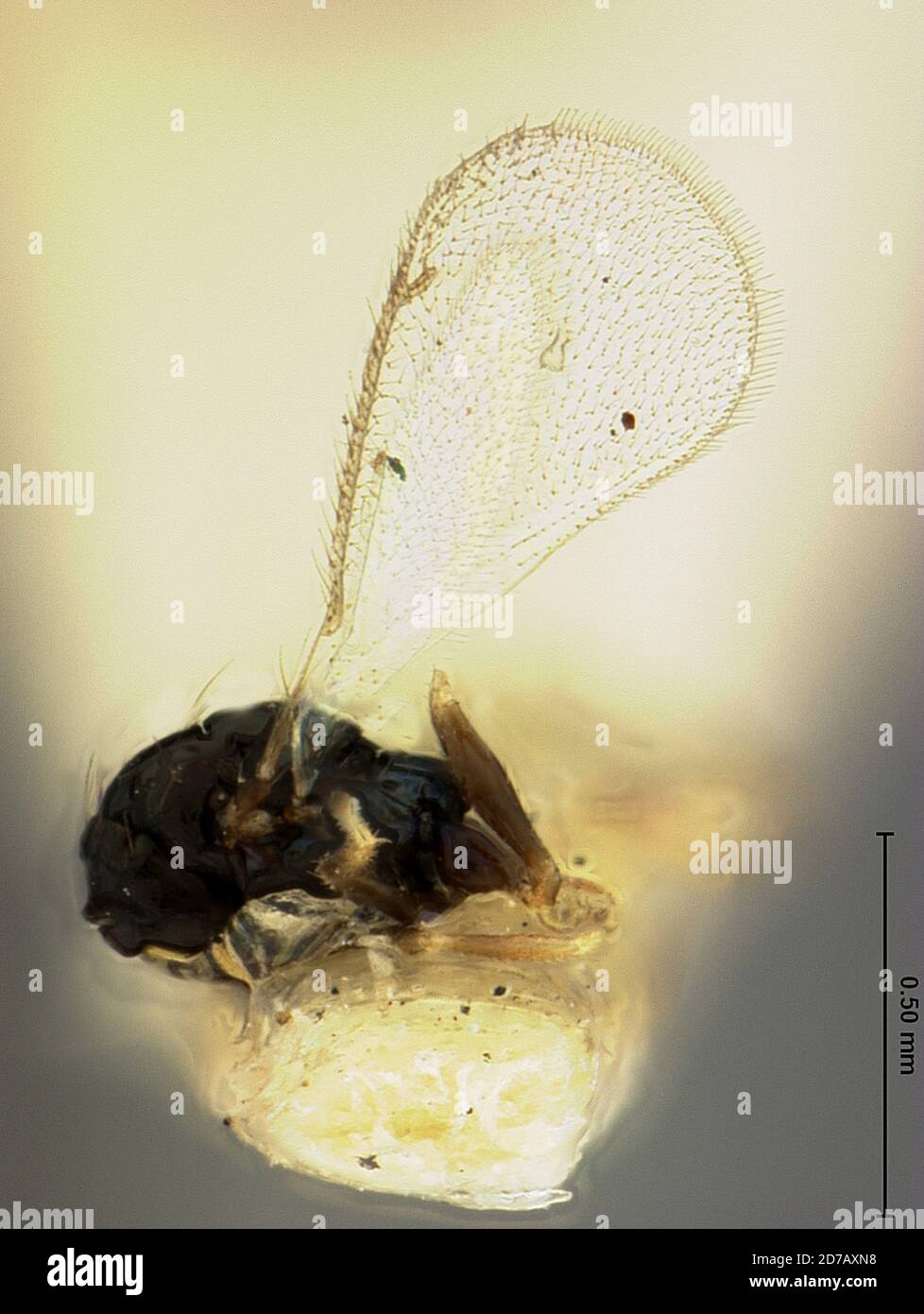 Algonquin, Illinois, United States, Closterocerus niger Ashmead, 1896, Animalia, Arthropoda, Insecta, Hymenoptera, Eulophidae, Entedoninae Stock Photo