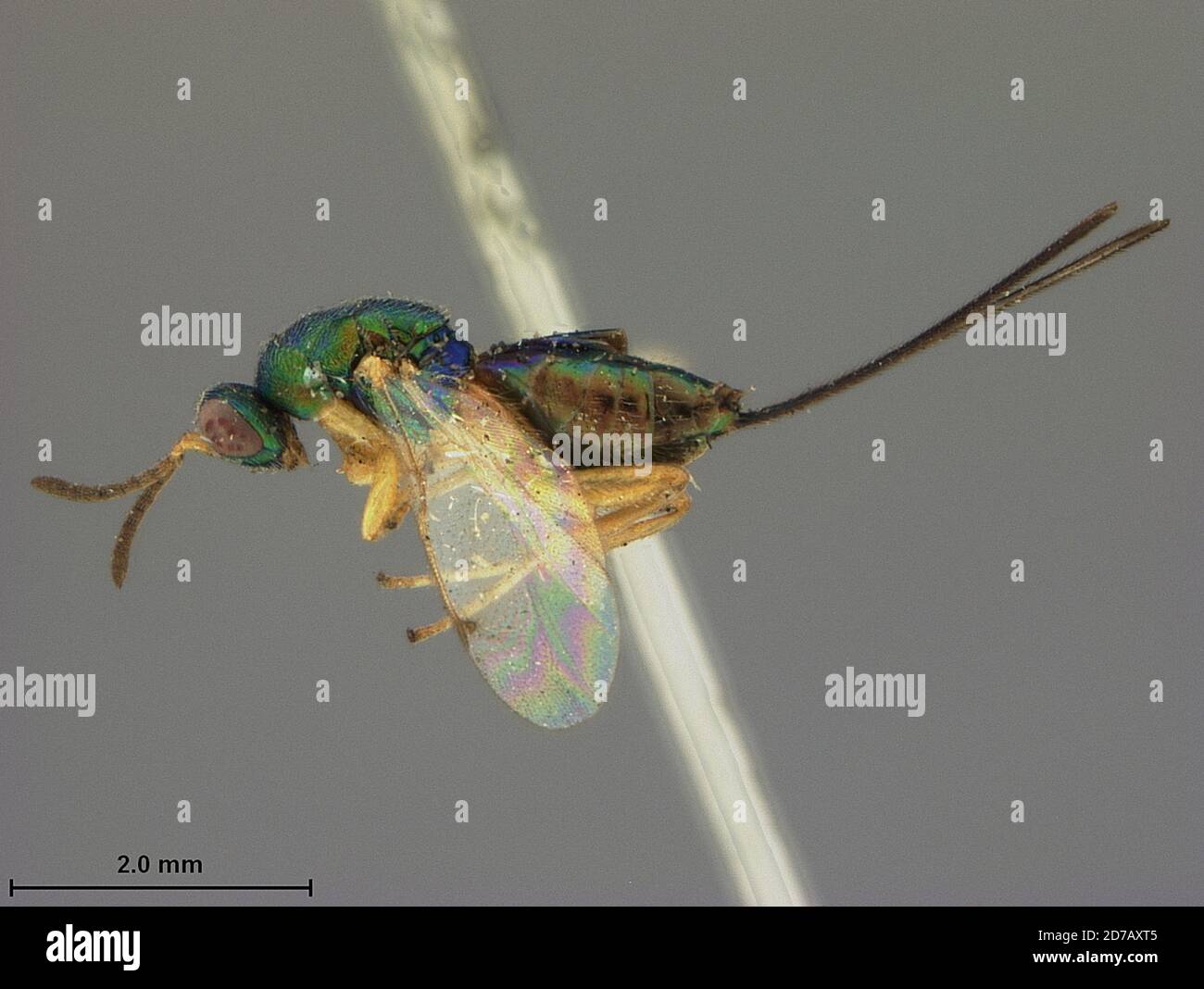 Riley, Kansas, United States, Monodontomerus pachypsyllae Ashmead, 1888, Animalia, Arthropoda, Insecta, Hymenoptera, Torymidae Stock Photo