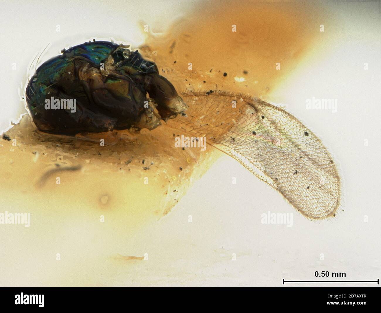 Washington, District of Columbia, United States, Euophthalmomyia pallidipes Ashmead, 1904, Animalia, Arthropoda, Insecta, Hymenoptera, Eulophidae Stock Photo