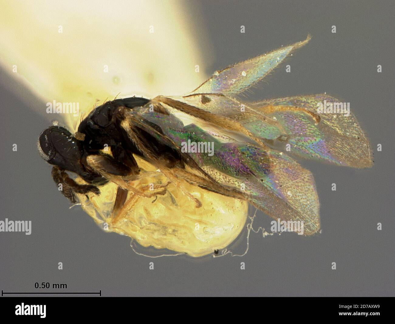 Morgantown, Monongalia, West Virginia, United States, Syntomosphyrum orgyiae Ashmead, 1894, Animalia, Arthropoda, Insecta, Hymenoptera, Eulophidae Stock Photo