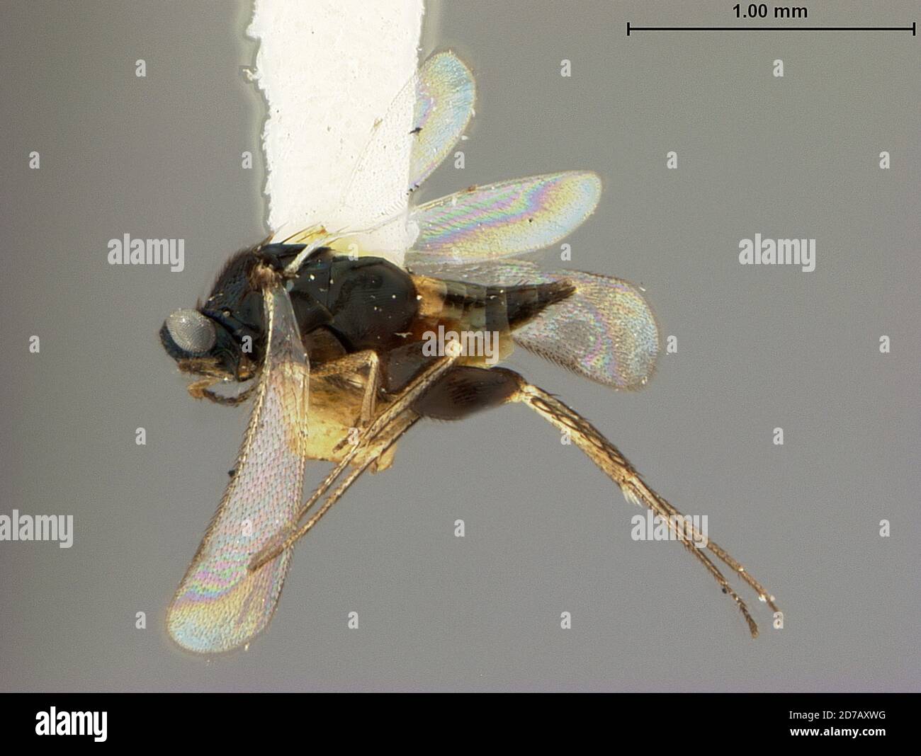 Manila, Rizal, Philippines, Elasmus philippinensis Ashmead, 1904, Animalia, Arthropoda, Insecta, Hymenoptera, Eulophidae Stock Photo