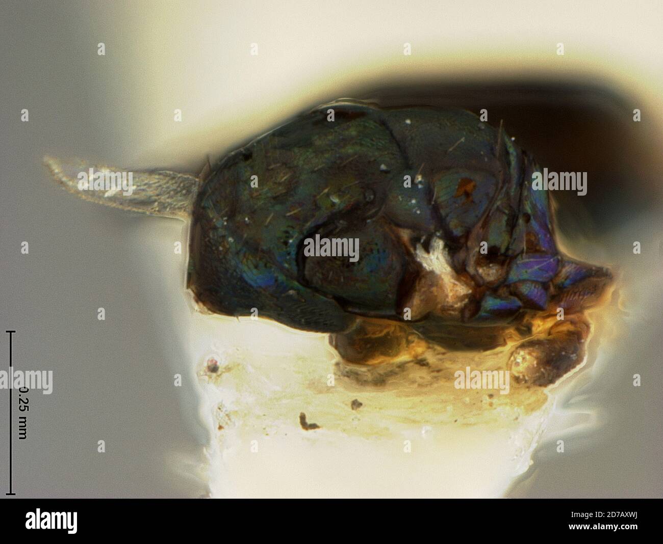 Rosslyn, Arlington, Virginia, United States, Secodes phloeotribi Ashmead, 1896, Animalia, Arthropoda, Insecta, Hymenoptera, Eulophidae Stock Photo
