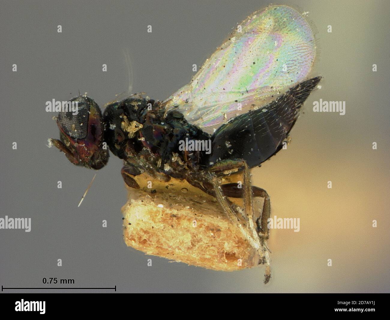 Riley, Kansas, United States, Asecodes quercicola Ashmead, 1888, Animalia, Arthropoda, Insecta, Hymenoptera, Eulophidae Stock Photo