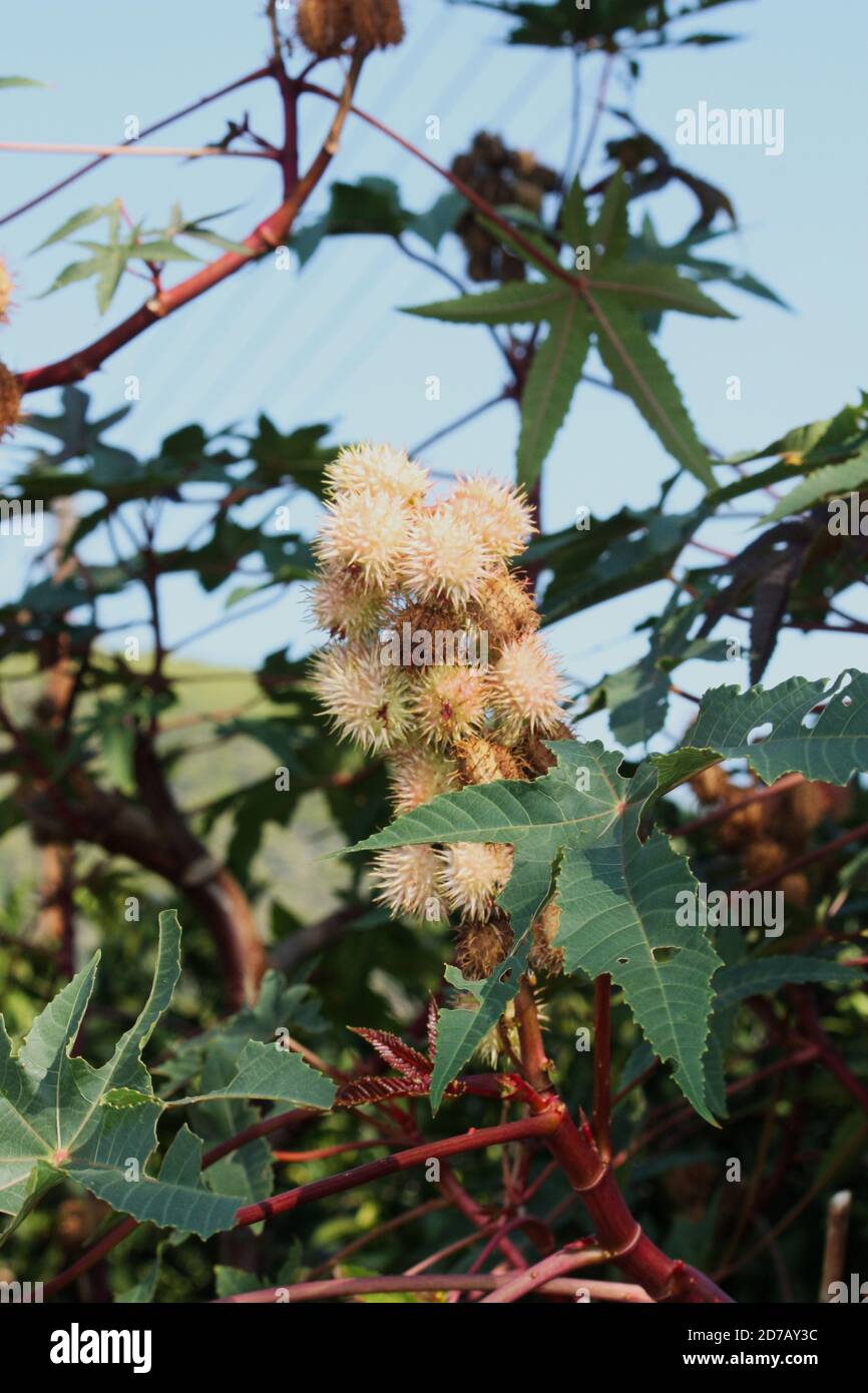 Rambutan fruit growing on tree - Nephelium lappaceum Stock Photo