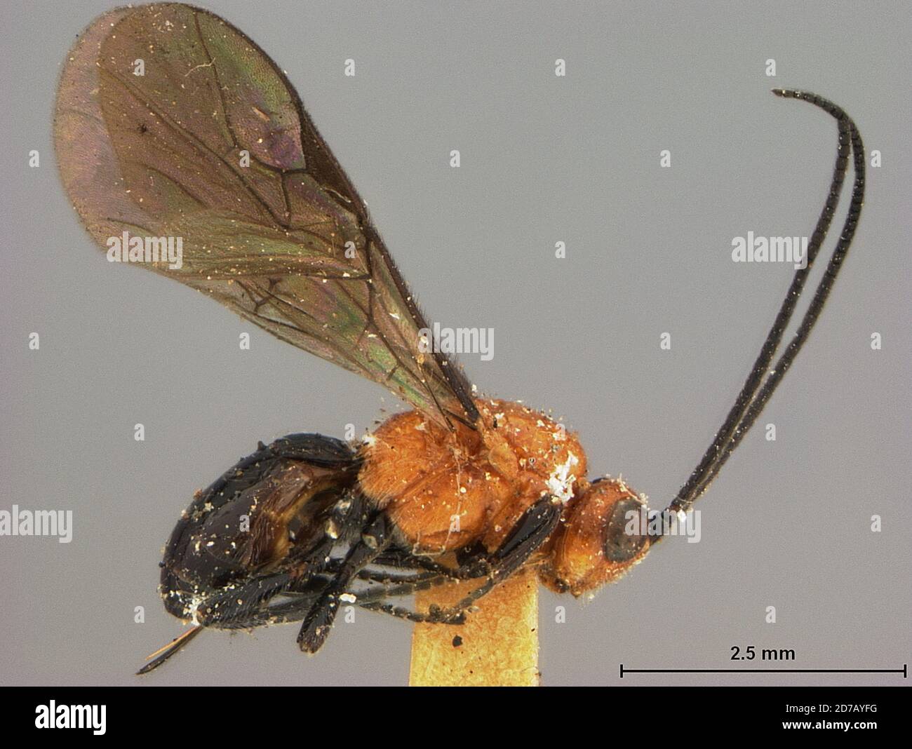 Diachasma carpocapsa pomonella ashmead hi-res stock photography and ...