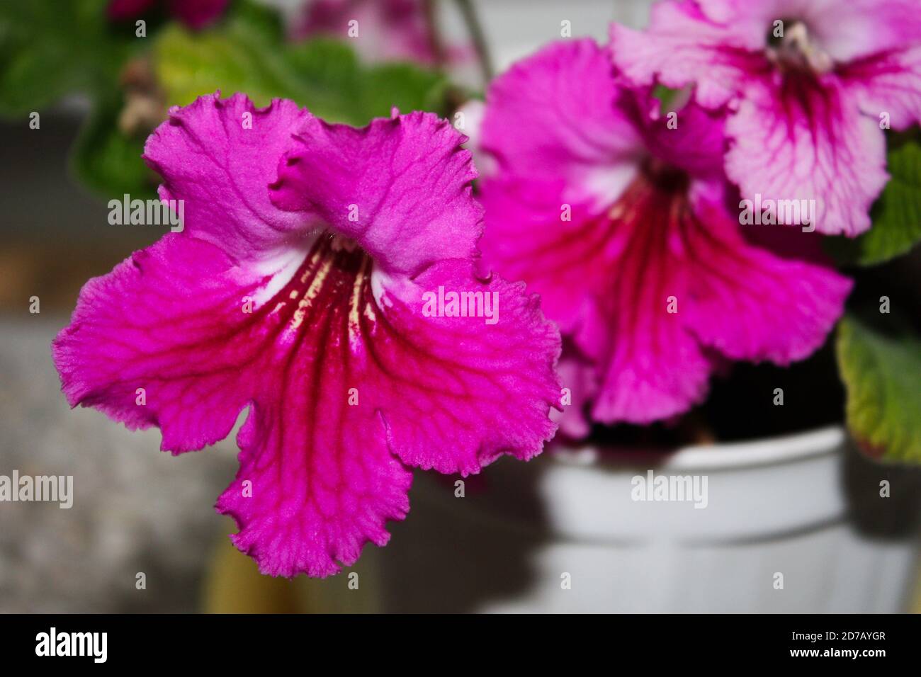 Incarvillea delavayi - pink flowering garden plant Stock Photo