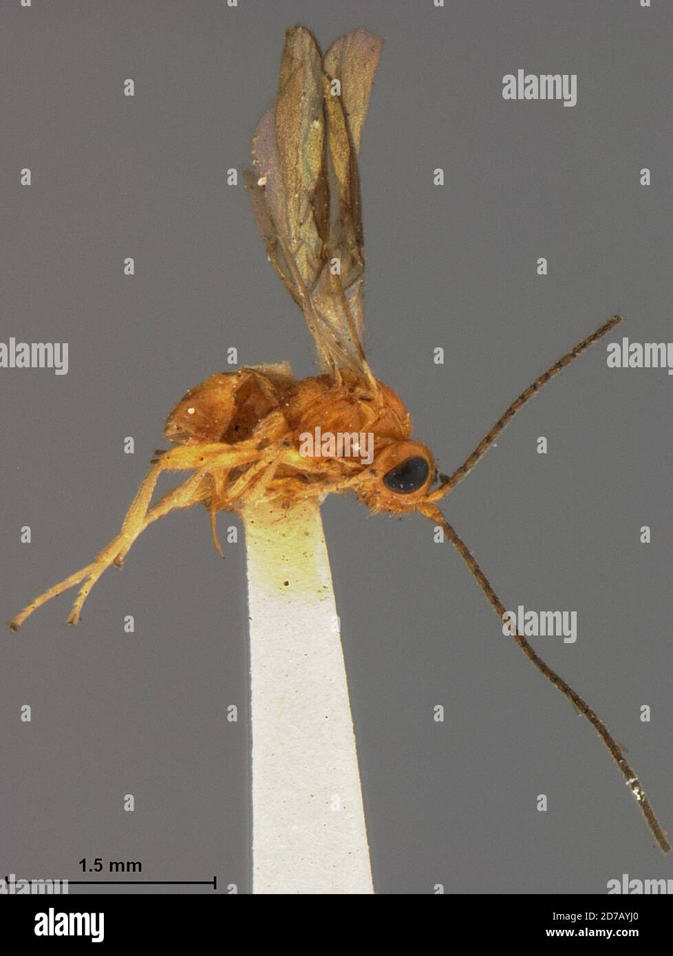 Opiusn (Bracon) diastatae Ashmead, Animalia, Arthropoda, Insecta