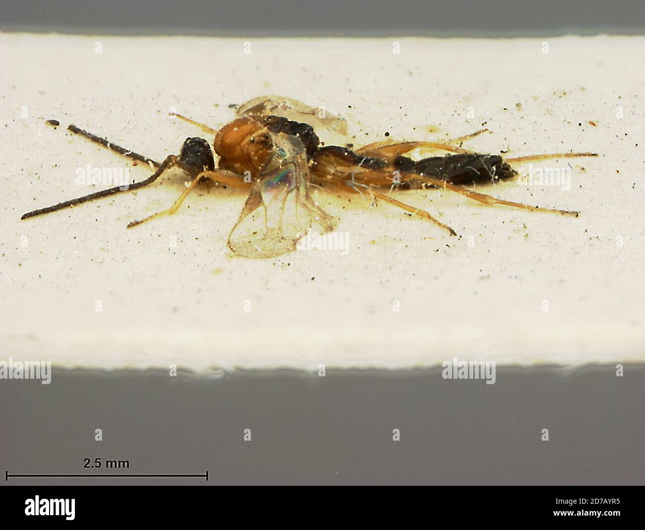 Gifu, Ch?bu, Gifu, Japan, Aphidius japonicus Ashmead, Animalia ...