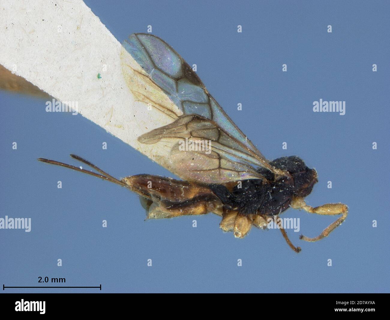 Missouri, United States, Doryctes mellipes Ashmead, Animalia