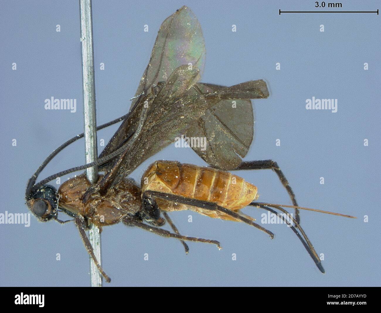 Montana, United States, Bracon montanensis Ashmead, Animalia, Arthropoda, Insecta, Hymenoptera, Braconidae Stock Photo