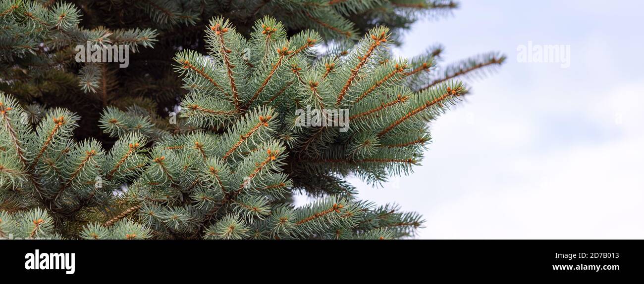 Blue spruce tree close hi-res stock photography and images - Alamy
