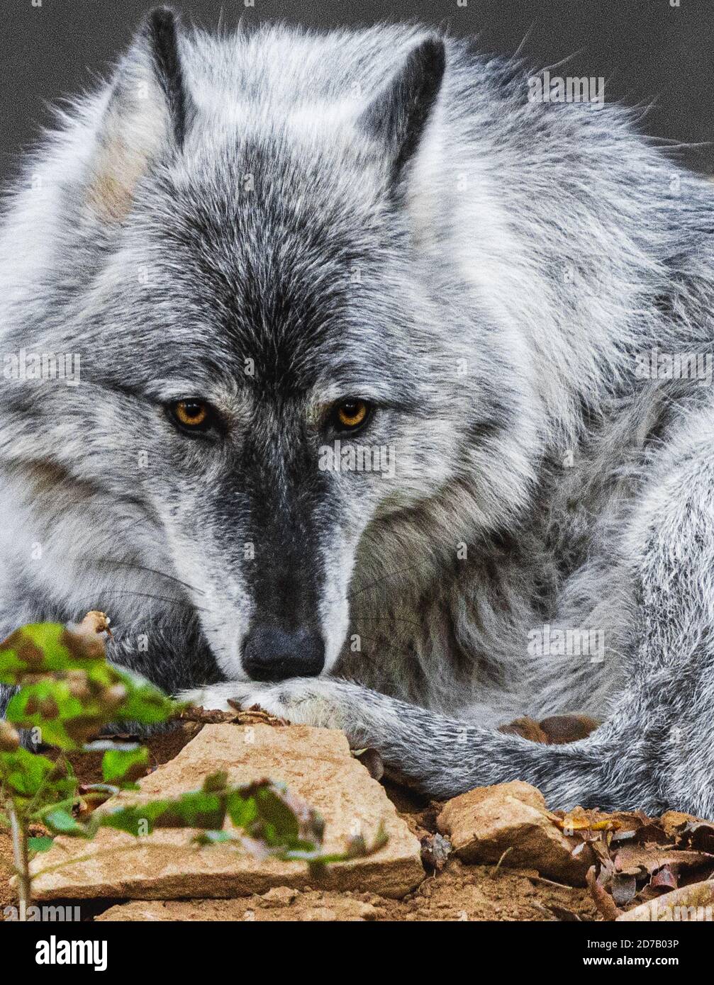 Wnc nature center hires stock photography and images Alamy
