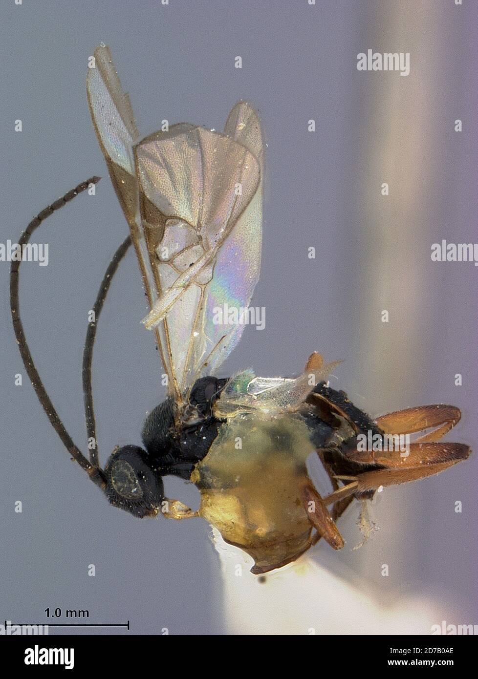 Yakutat, City and Borough of Yakutat, Alaska, United States, Apanteles