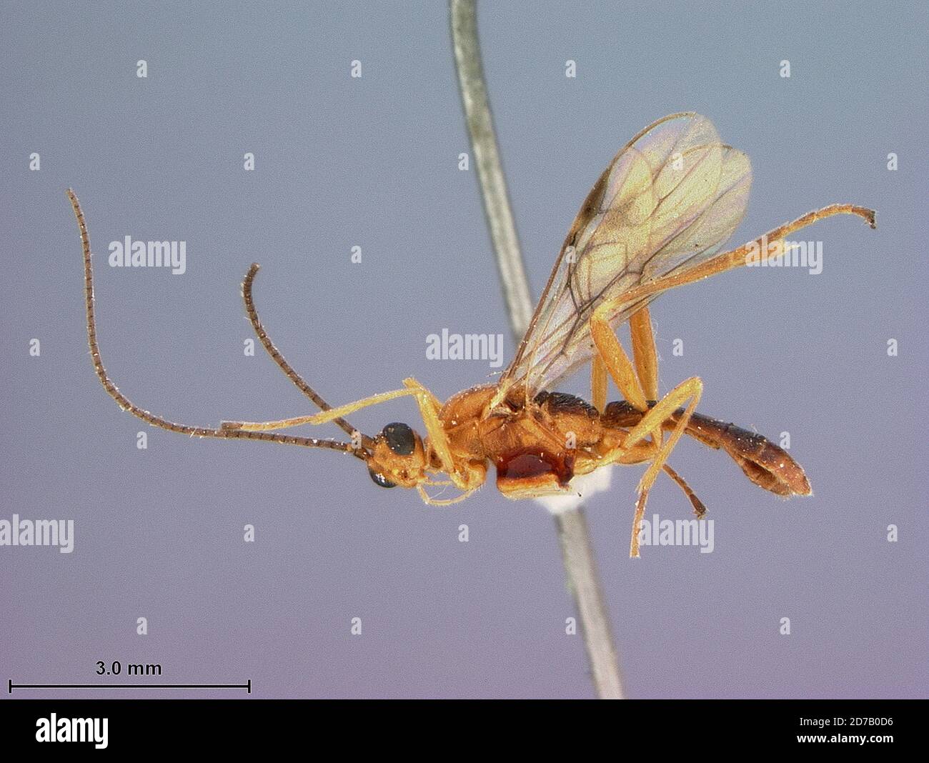 Baguio, Benguet, Philippines, Rogas bicolor Baker, Animalia, Arthropoda ...