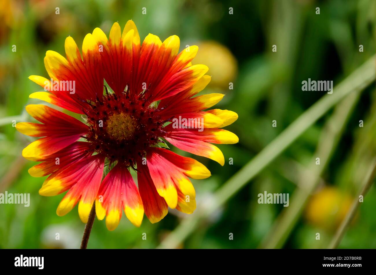 Gaillardia aristata  or Blanket flower with red and yellow petals blooming in the garden, district Drujba, Sofia, Bulgaria Stock Photo