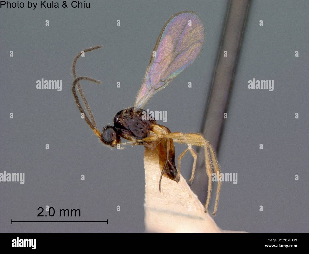Pilot Insect Cabin John, Montgomery, Maryland, United States, Aspilota brachybasis ...