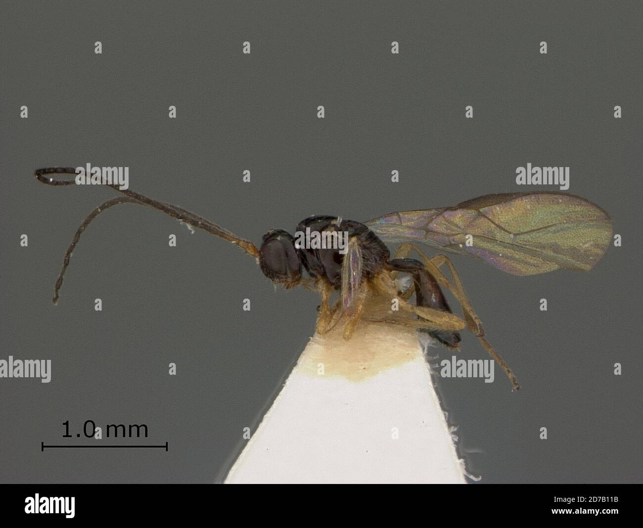 Opius Opius anthriscoidis fischer hi-res stock photography and images - Alamy