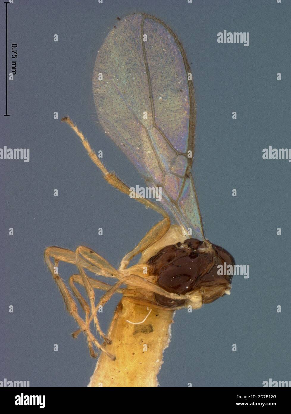 Pilot Insect Plummers Island, Montgomery, Maryland, United States, Aspilota cultrata ...