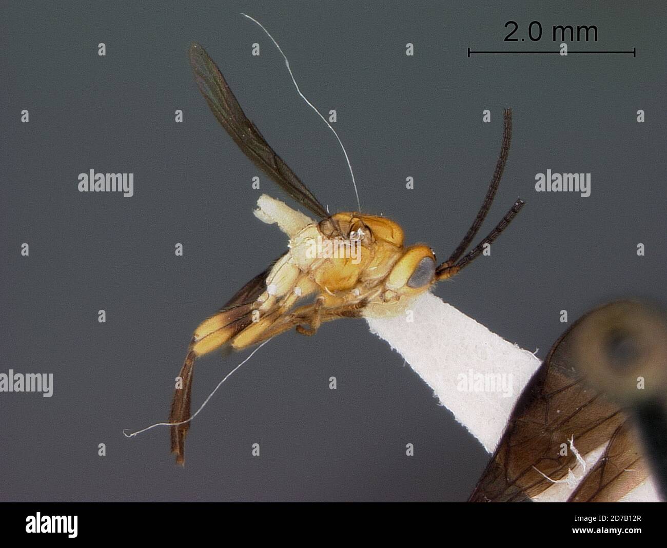 Chromatic Insect Barranco Chico, Guayas Province, Ecuador, Opius chromaticus Fischer ...