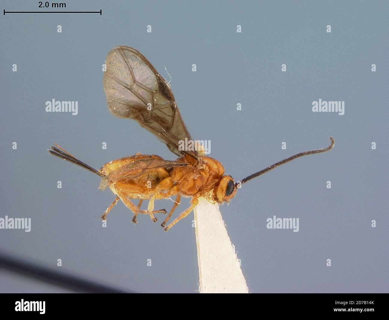 Opius Principia College, Elsah, Jersey, Illinois, United States, Opius ...