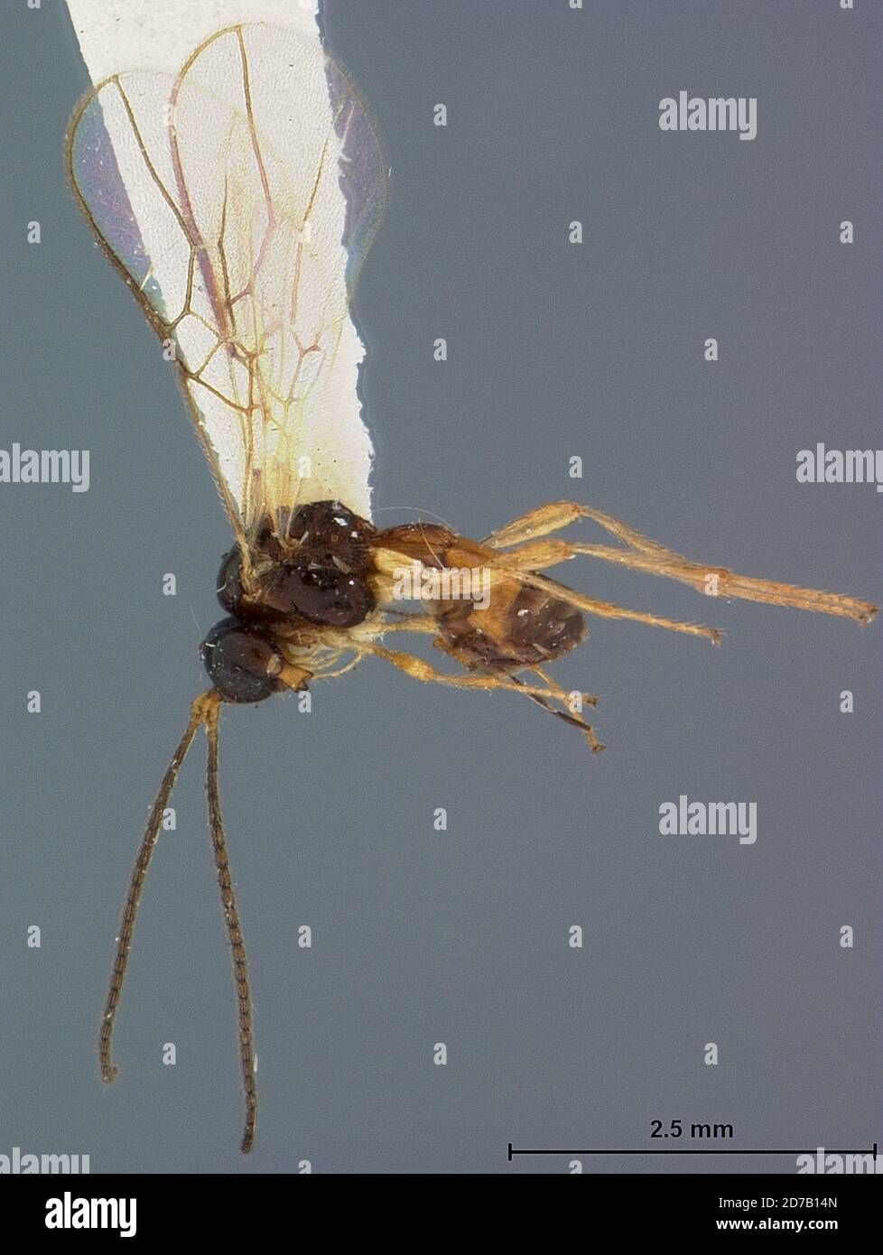 Pilot Insect Schoolcraft, Michigan, United States, Aspilota divergens Fischer ...