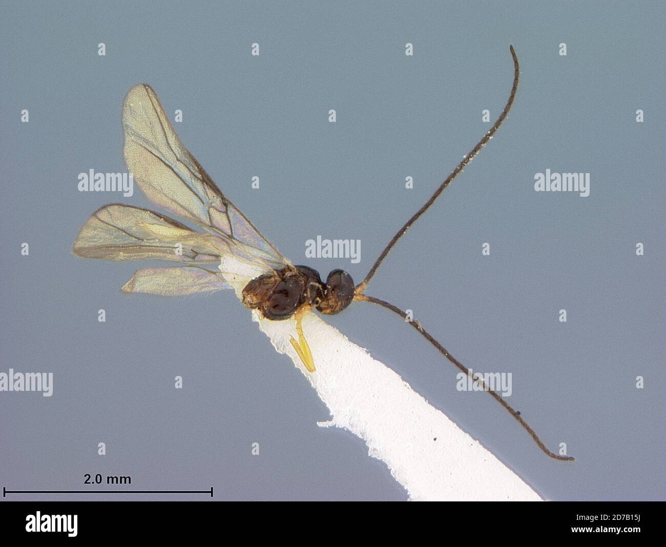 Opius Arlington, Virginia, United States, Opius krombeini Fischer, Animalia ...