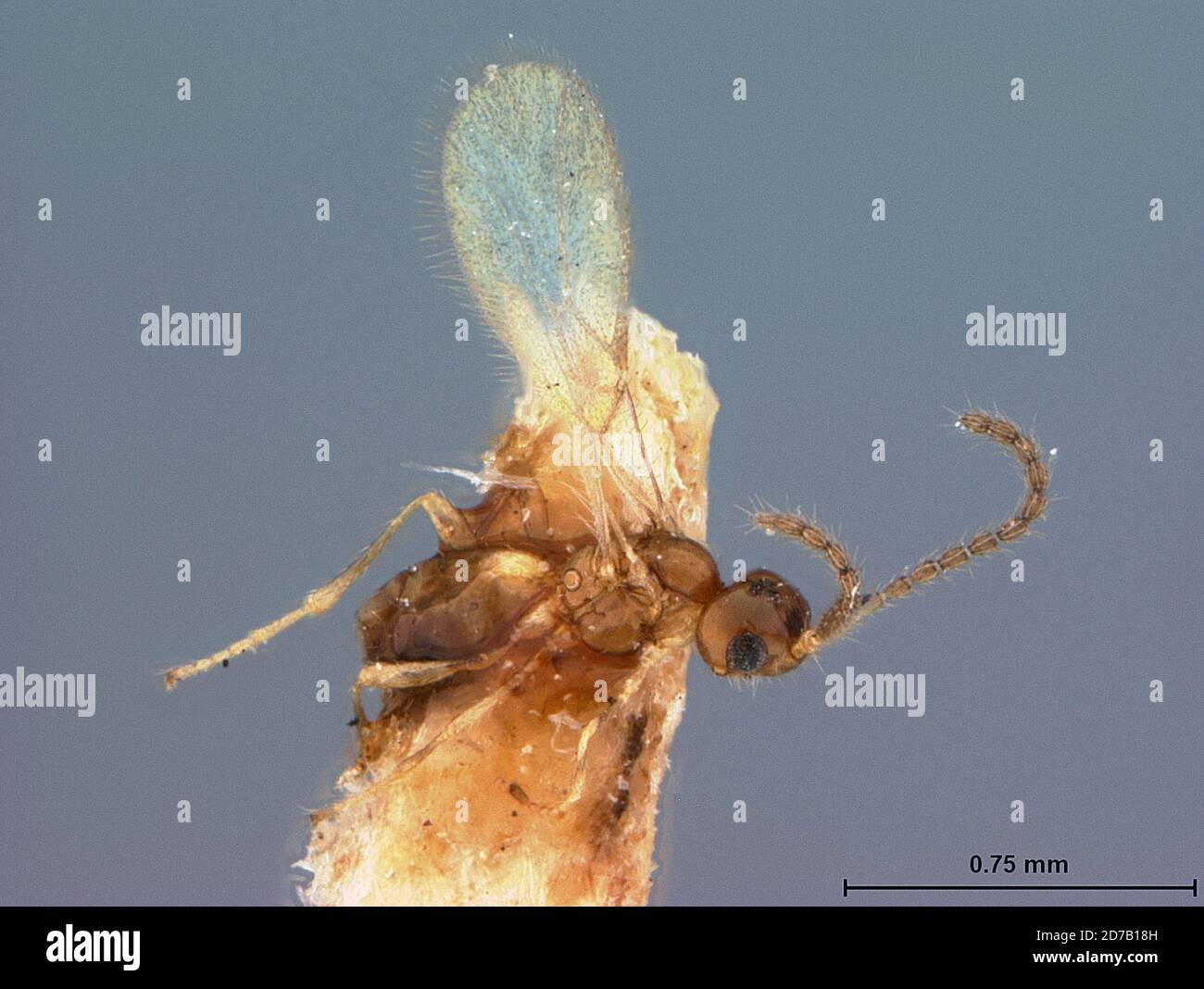 Deino Insect Dinostigma meusebecki fischer hi-res stock photography and images - Alamy
