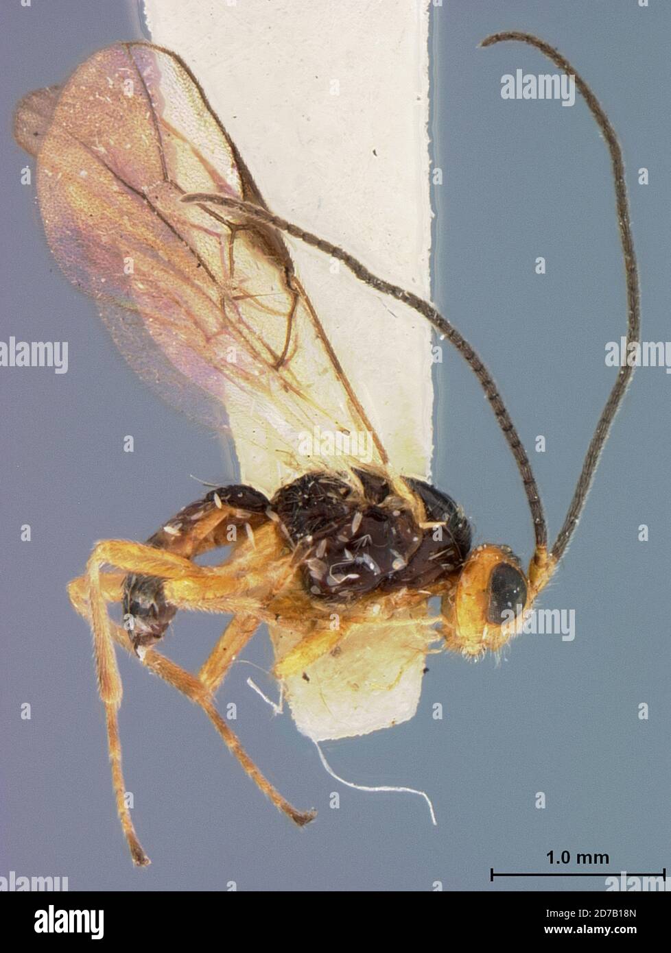 Opius Cheboygan, Michigan, United States, Opius parvifossa Fischer, Animalia ...