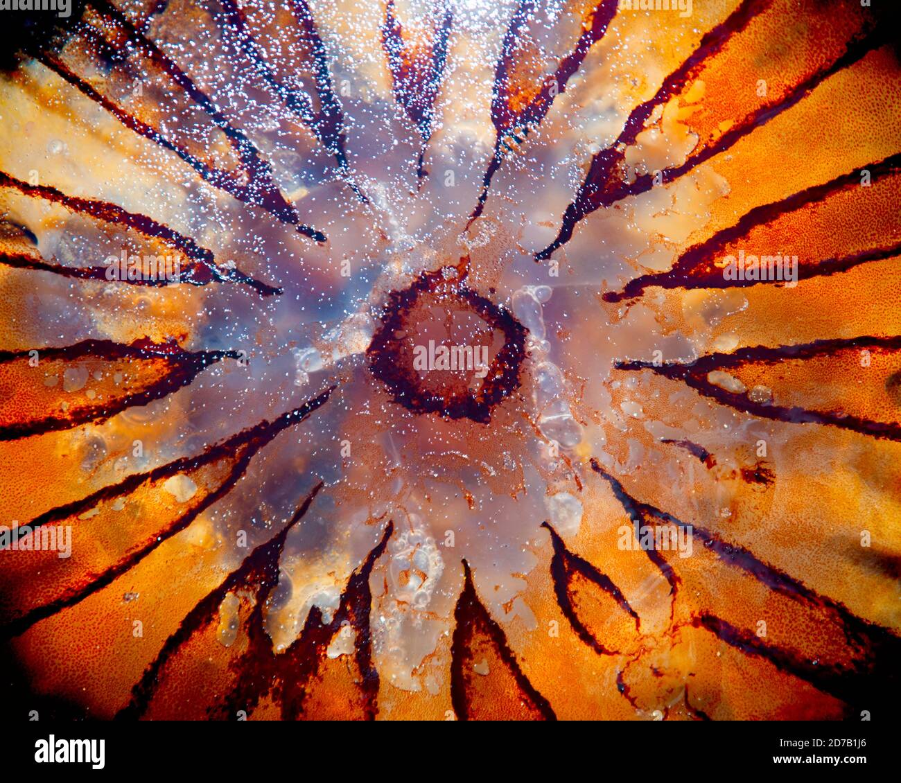 Jellyfish, Close-Up Stock Photo