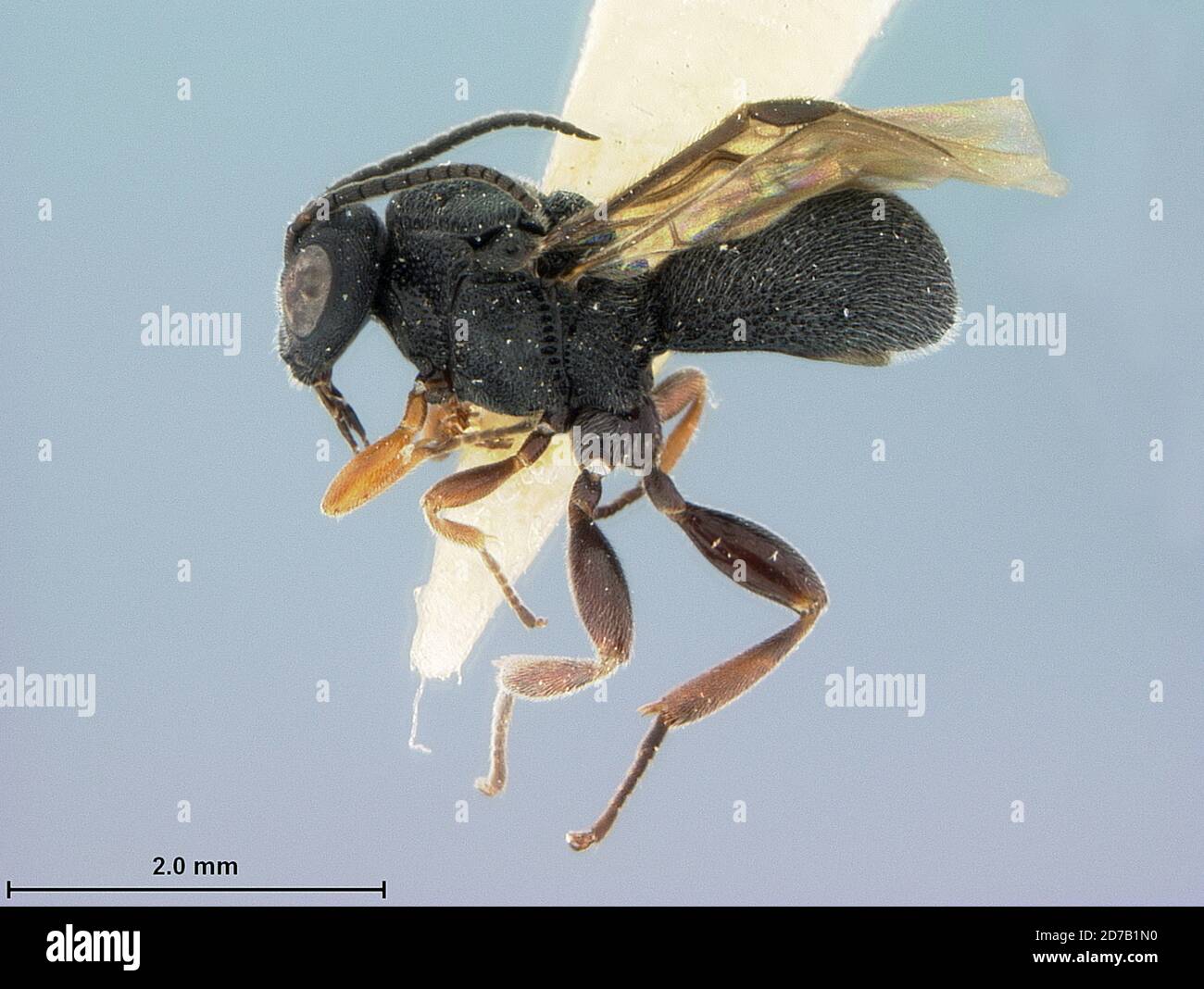 Springerville Animal Springerville, Apache, Arizona, United States, Urosigalphus ...
