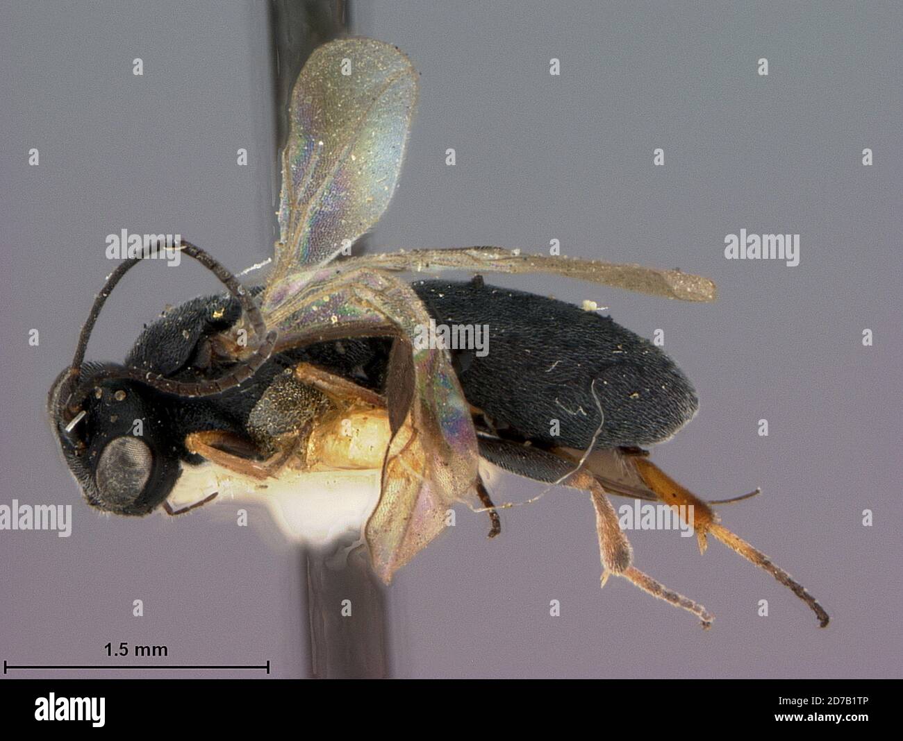 Kamloops, Thompson-Nicola Regional District, British Columbia, Canada, Chelonus cylindricus McComb, Animalia, Arthropoda, Insecta, Hymenoptera, Braconidae Stock Photo