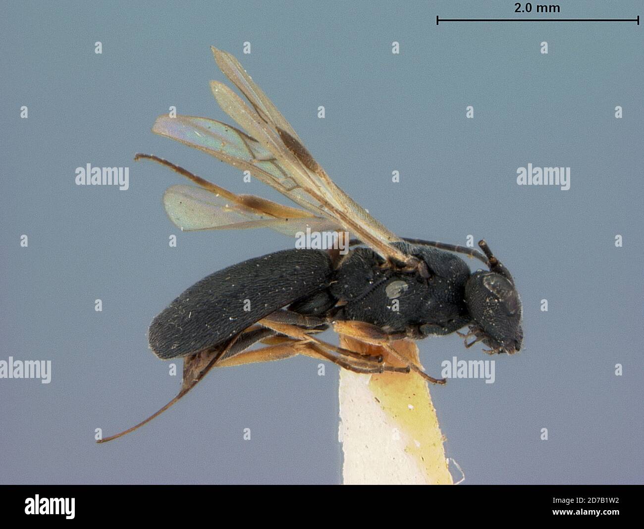 Mott, Hettinger, North Dakota, United States, Chelonus hadrogaster Animalia, Arthropoda