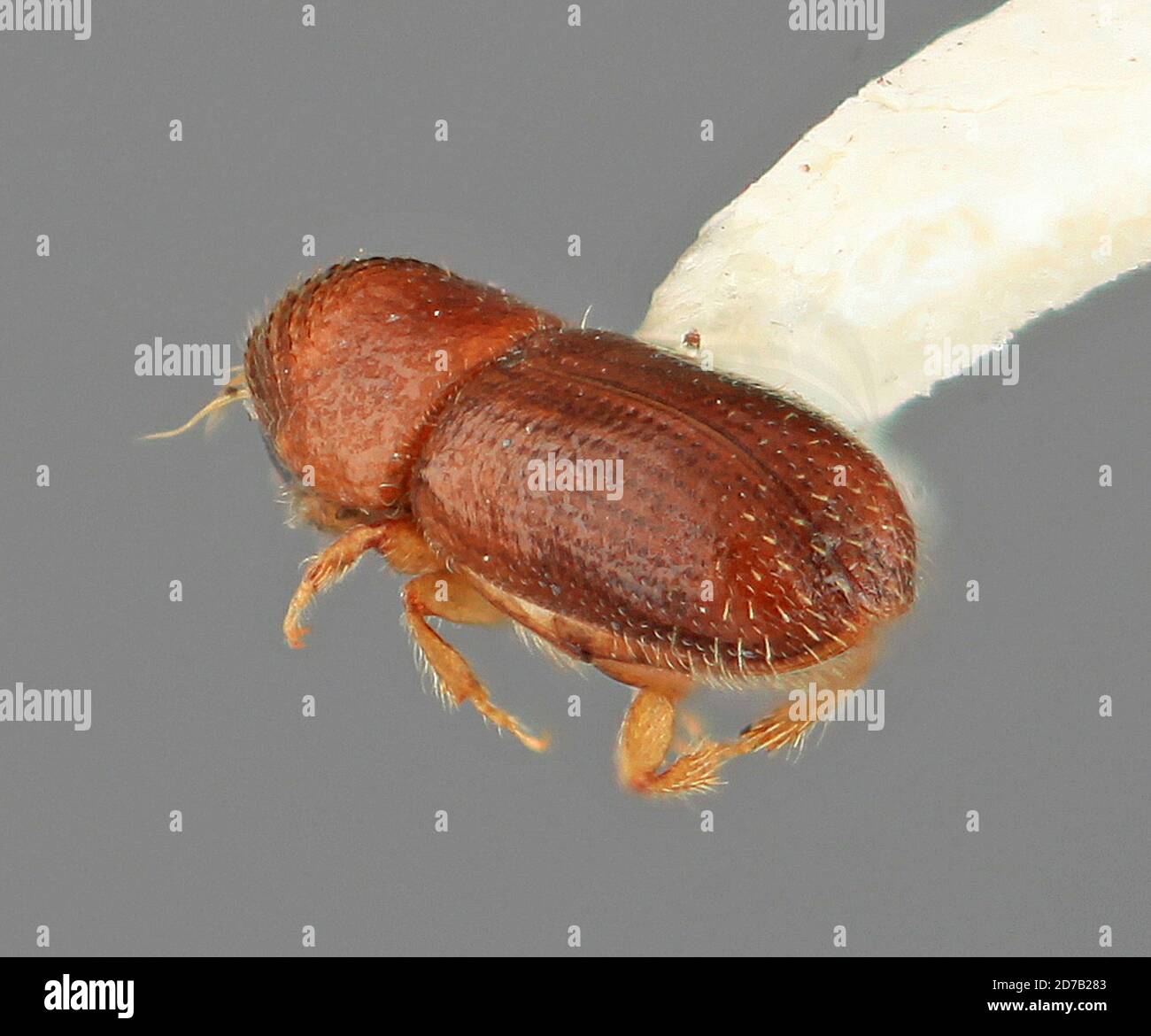 1966 animalia hi-res stock photography and images - Alamy