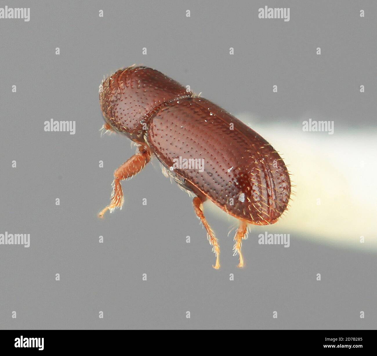 Pityophthorus borrichiae wood hi-res stock photography and images - Alamy